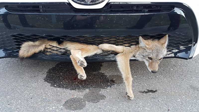 Coyote has a bad day — and a 20-mile car ride